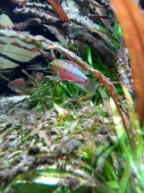 Apistogramma Hongsloi Male