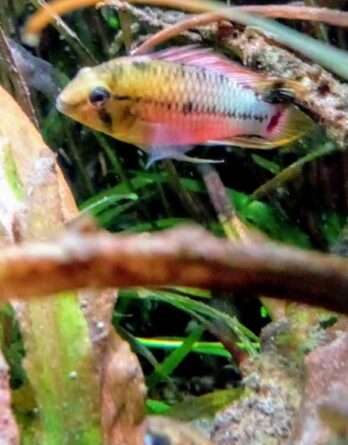 Apistogramma Hongsloi Male