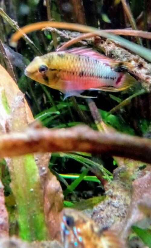 Apistogramma Hongsloi Male