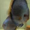 Couple Discus Blue Scorpion