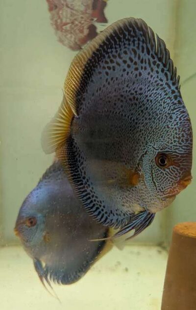 Couple Discus Blue Scorpion