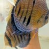 Discus-yellow-turquoise-heckel-cross-spotted-couple Discus yellow turquoise heckel cross spotted