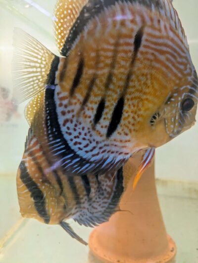 Discus-yellow-turquoise-heckel-cross-spotted-couple Discus yellow turquoise heckel cross spotted