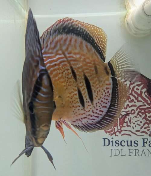 Discus yellow turquoise heckel cross spotted