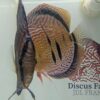 Discus-yellow-turquoise-heckel-cross-spotted-couple2 Discus yellow turquoise heckel cross spotted