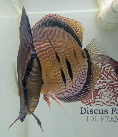 Discus-yellow-turquoise-heckel-cross-spotted-couple2 Discus yellow turquoise heckel cross spotted