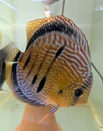 Discus yellow turquoise heckel cross spotted