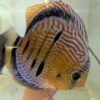 Discus-yellow-turquoise-heckel-cross-spotted-male Discus yellow turquoise heckel cross spotted