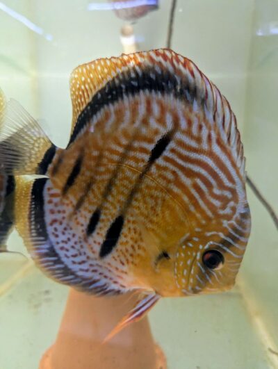 Discus-yellow-turquoise-heckel-cross-spotted-male Discus yellow turquoise heckel cross spotted