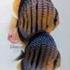 Discus yellow turquoise heckel cross spotted