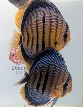 Discus yellow turquoise heckel cross spotted