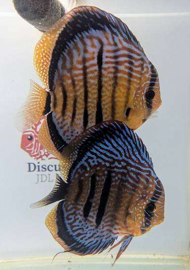 Discus yellow turquoise heckel cross spotted