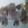 Discus yellow turquoise heckel cross spotted