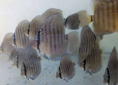 PXL_20241206_204500655~2 Discus yellow turquoise heckel cross spotted