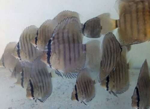 Discus yellow turquoise heckel cross spotted