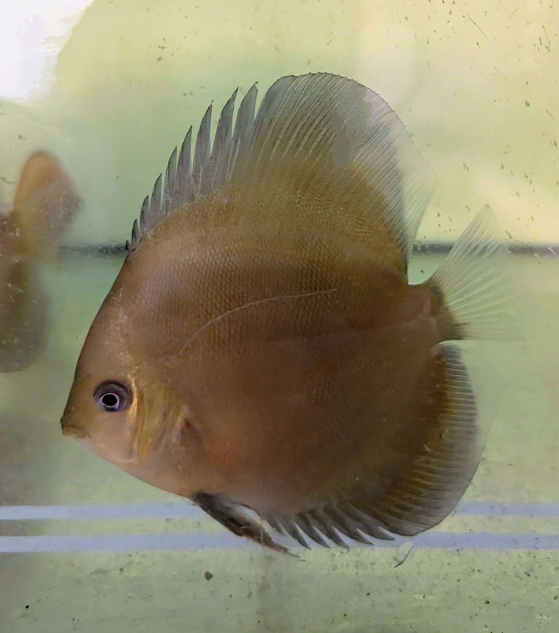 Discus-ghost-bronze-10cm