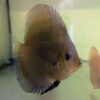 Discus-ghost-bronze-10cm