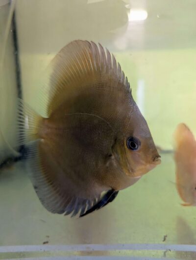 Discus-ghost-bronze-10cm