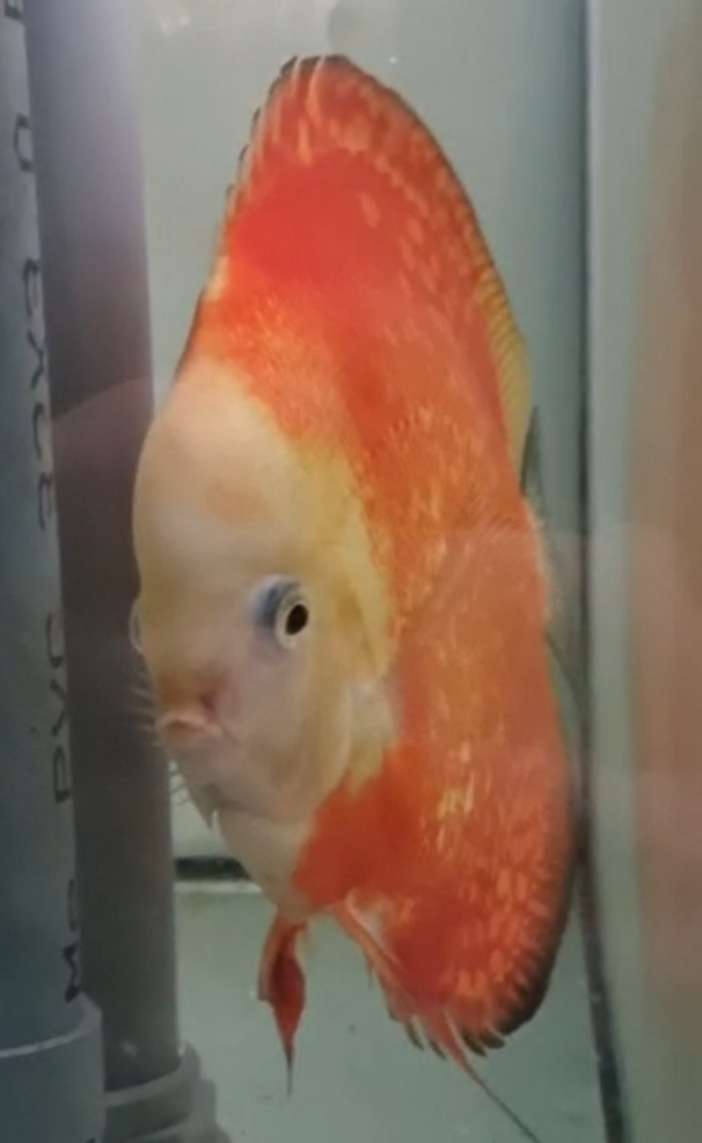 couple discus red melon n°10 2025