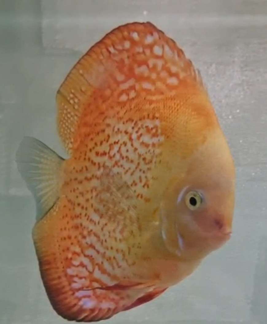 couple discus red melon n°10 2025 Male