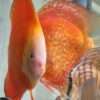 Couple de Discus Red Melon