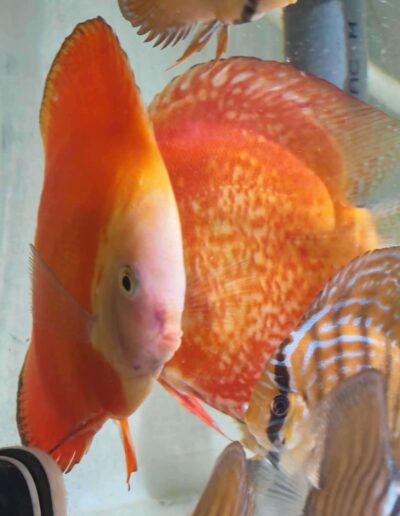 Couple-Discus-Red-Melon-C14 Couple de Discus Red Melon