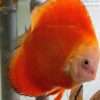 Couple de Discus Red Melon