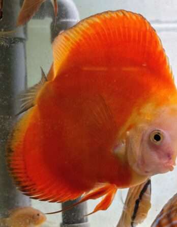 Couple-Discus-Red-Melon-Female-C14 Couple de Discus Red Melon