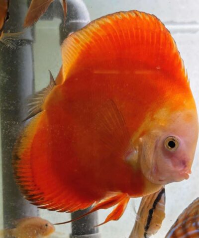 Couple-Discus-Red-Melon-Female-C14 Couple de Discus Red Melon