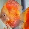 Couple de Discus Red Melon