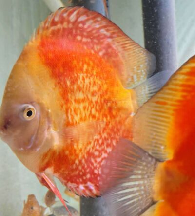 Couple-Discus-Red-Melon-Male-C14 Couple de Discus Red Melon