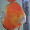 couple red melon