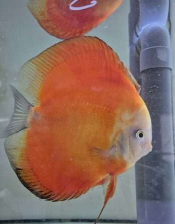 couple red melon