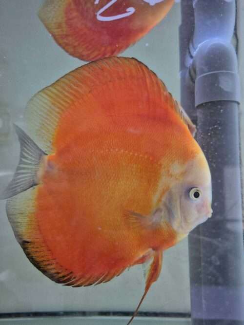 Discus-red-melon-c12-2025-femelle couple red melon