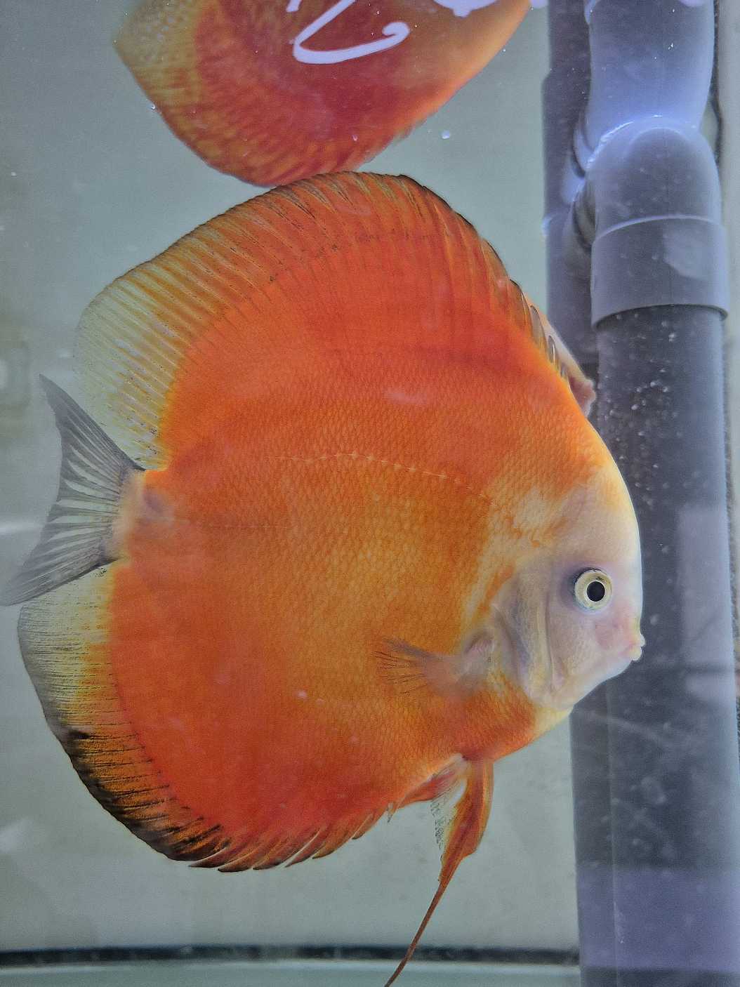 couple red melon