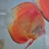 couple red melon