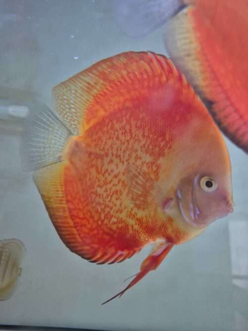 Discus-red-melon-c12-2025-male couple red melon