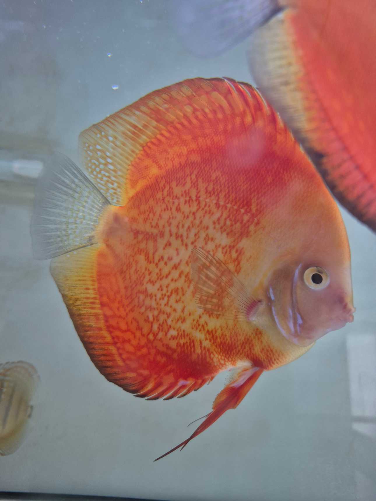 couple red melon