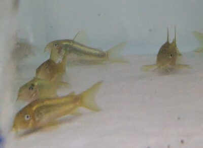 Corydoras laser vert CW10 magnifique, lumineux
