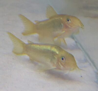 Corydoras laser vert CW10 magnifique, lumineux