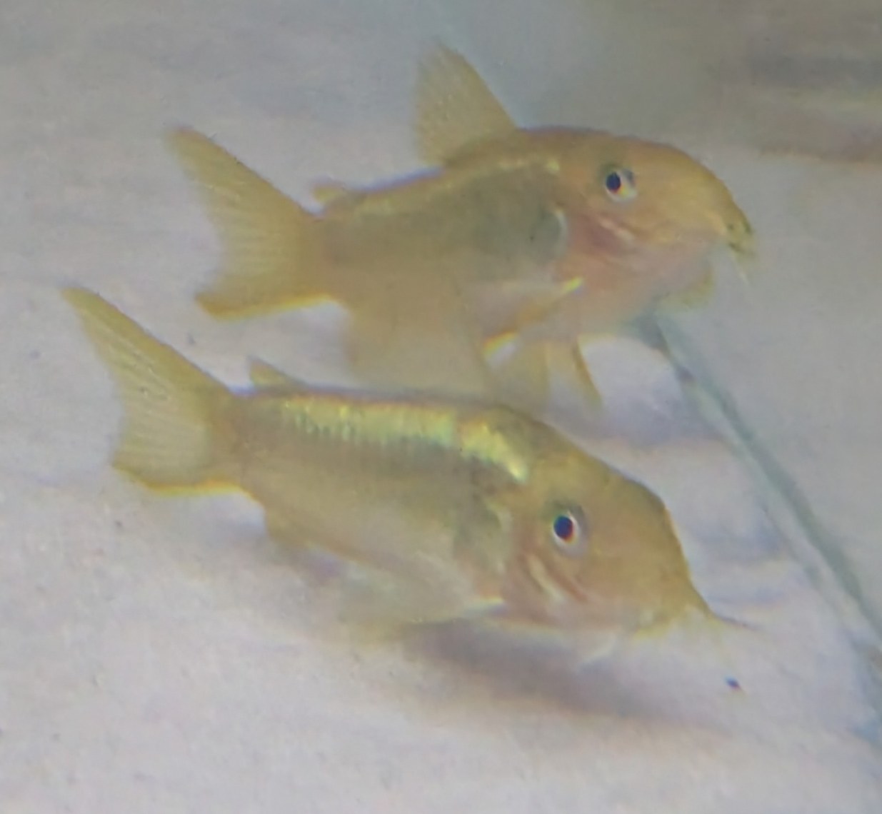 Corydoras laser vert CW10 magnifique, lumineux