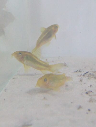 Corydoras laser vert CW10 magnifique, lumineux