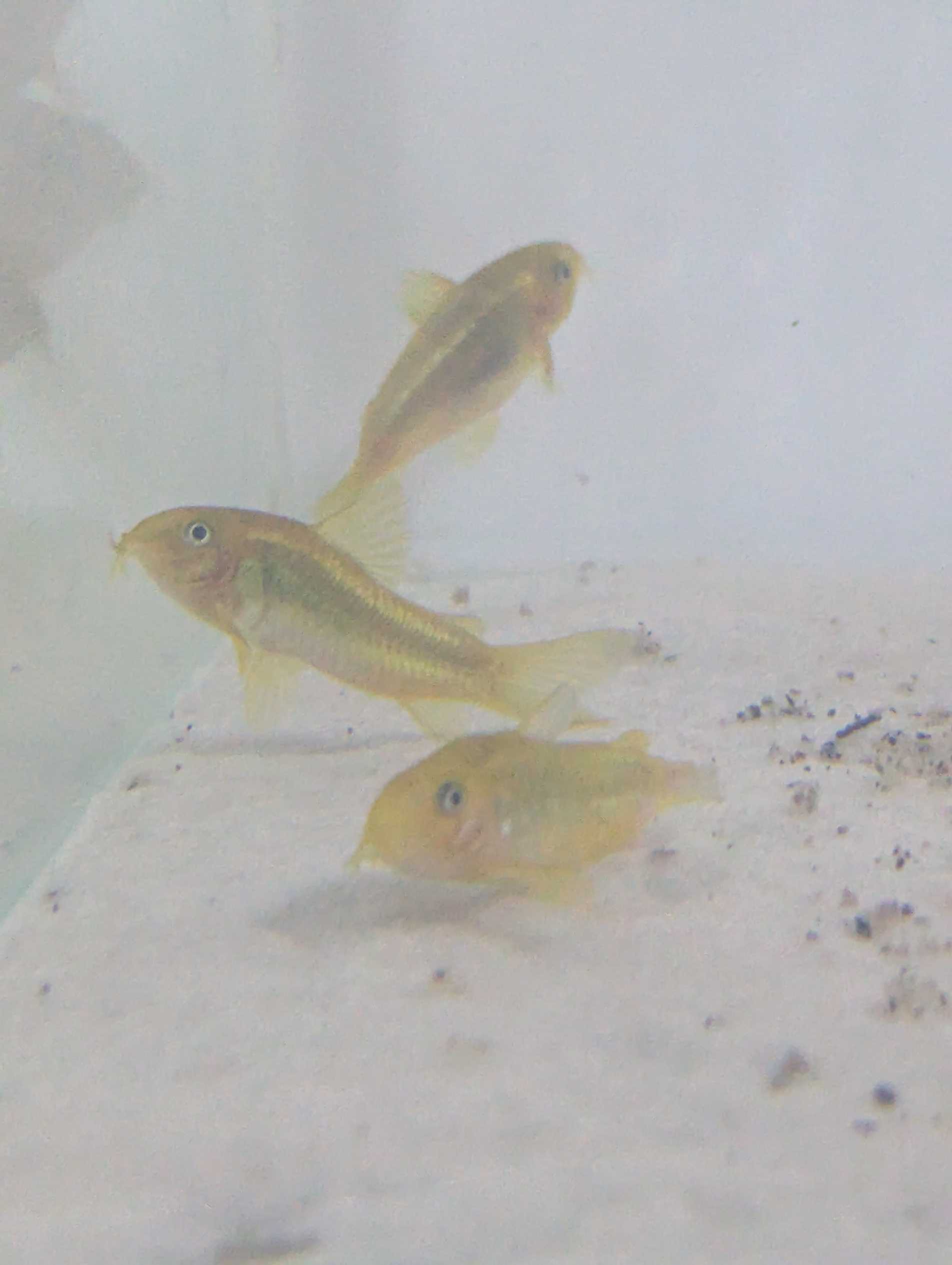 Corydoras laser vert CW10 magnifique, lumineux