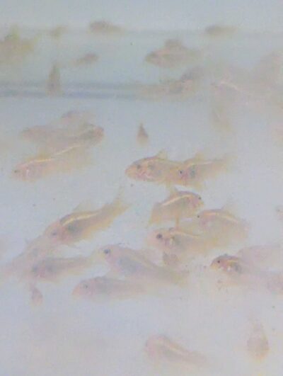 Corydoras laser vert CW10 magnifique, lumineux jeunes 2cm