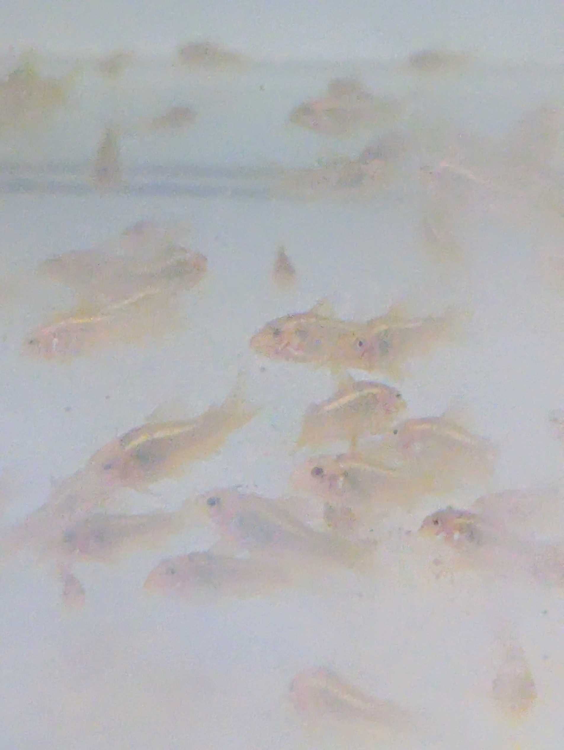 Corydoras laser vert CW10 magnifique, lumineux jeunes 2cm