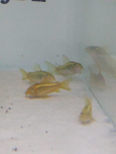 Corydoras laser vert CW10 magnifique, lumineux