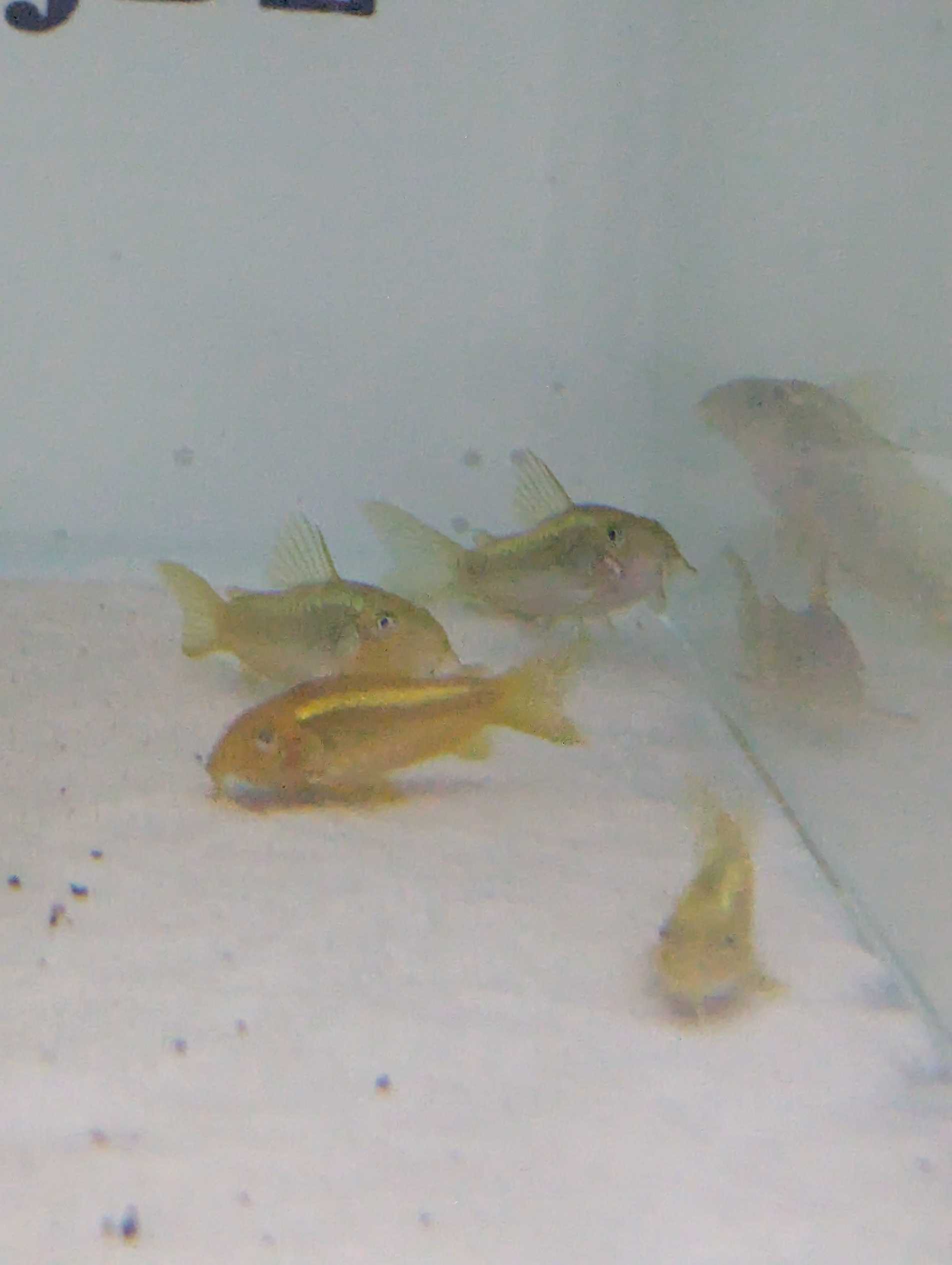 Corydoras laser vert CW10 magnifique, lumineux