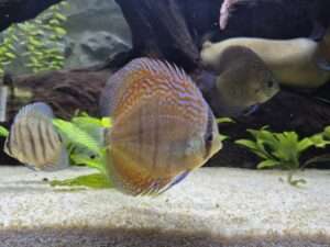 Discus Heckel cross mix
