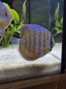 Discus Heckel cross mix