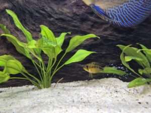 Apistogramma Macmasteri